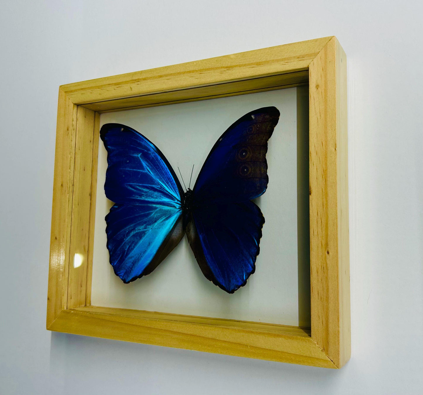 Largest Blue Morpho Specimen Finest A+ Quality