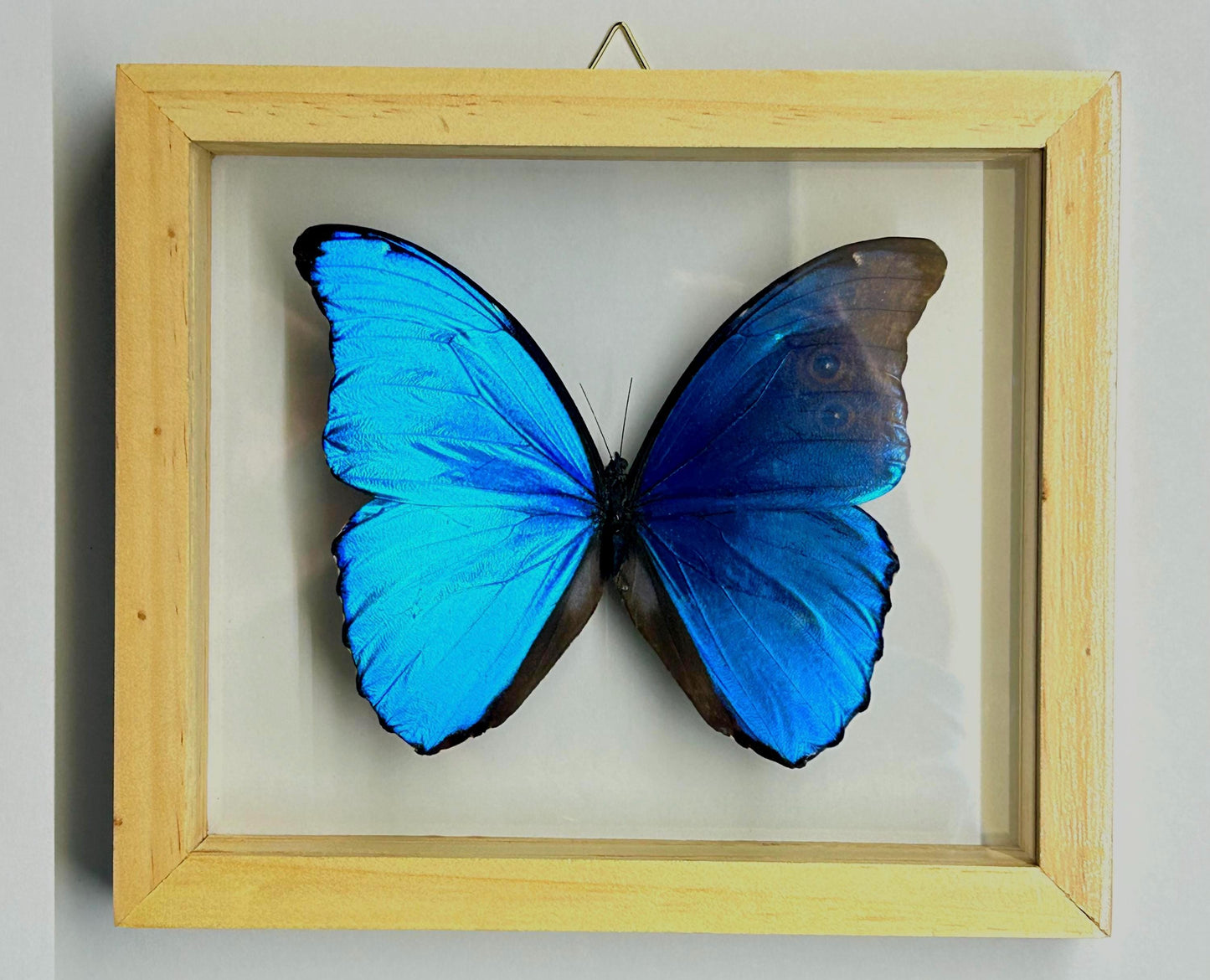 Largest Blue Morpho Specimen Finest A+ Quality
