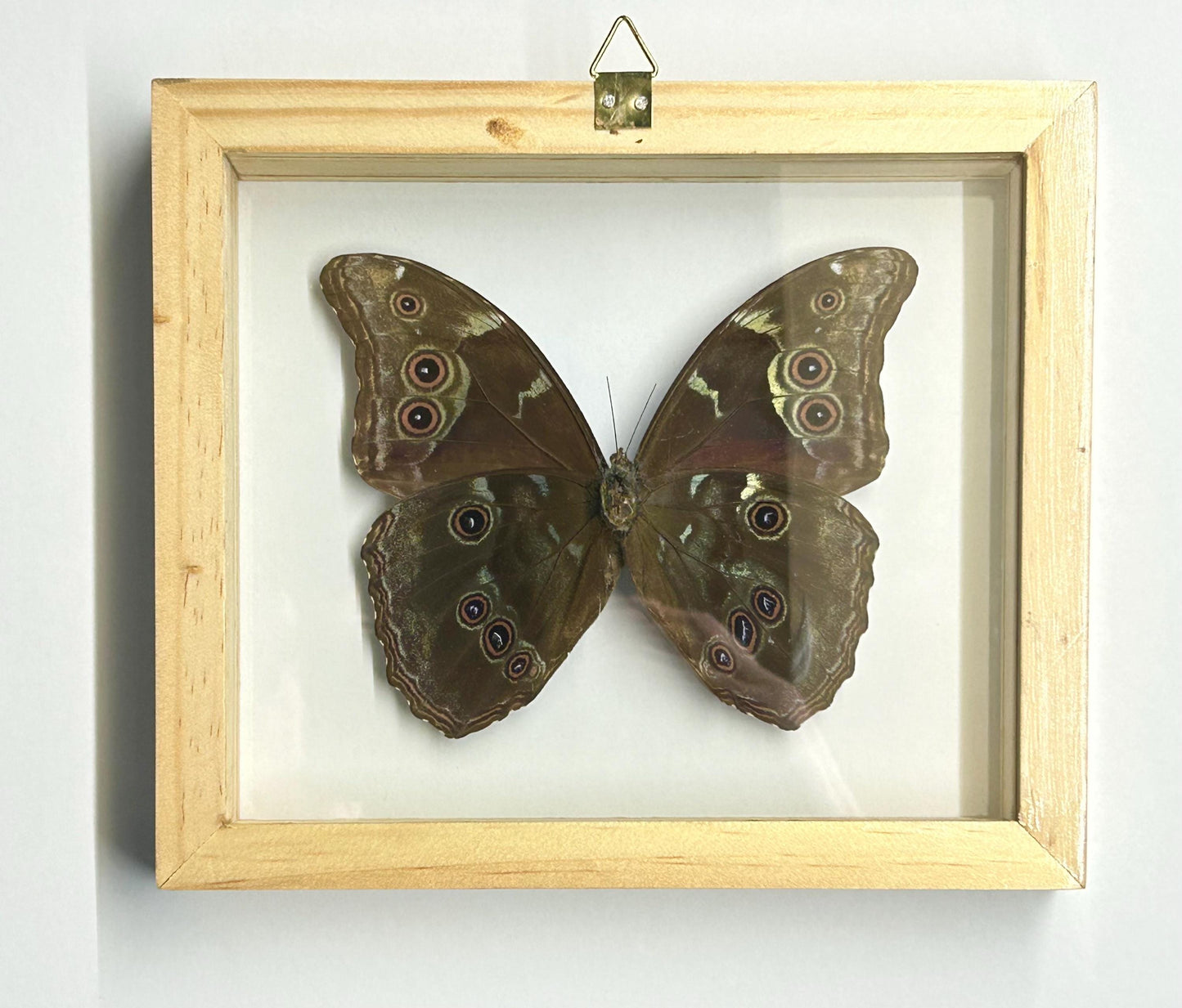 Largest Blue Morpho Specimen Finest A+ Quality