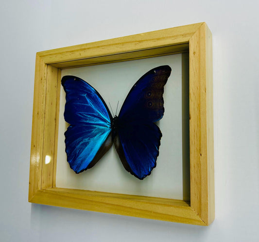 Blue  Morpho Butterfly Framed in Wood