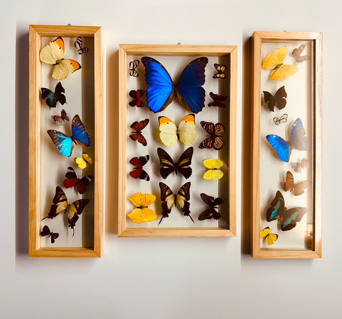 Framed Butterfly Collection With 3 Blue Morphos A+ Quality