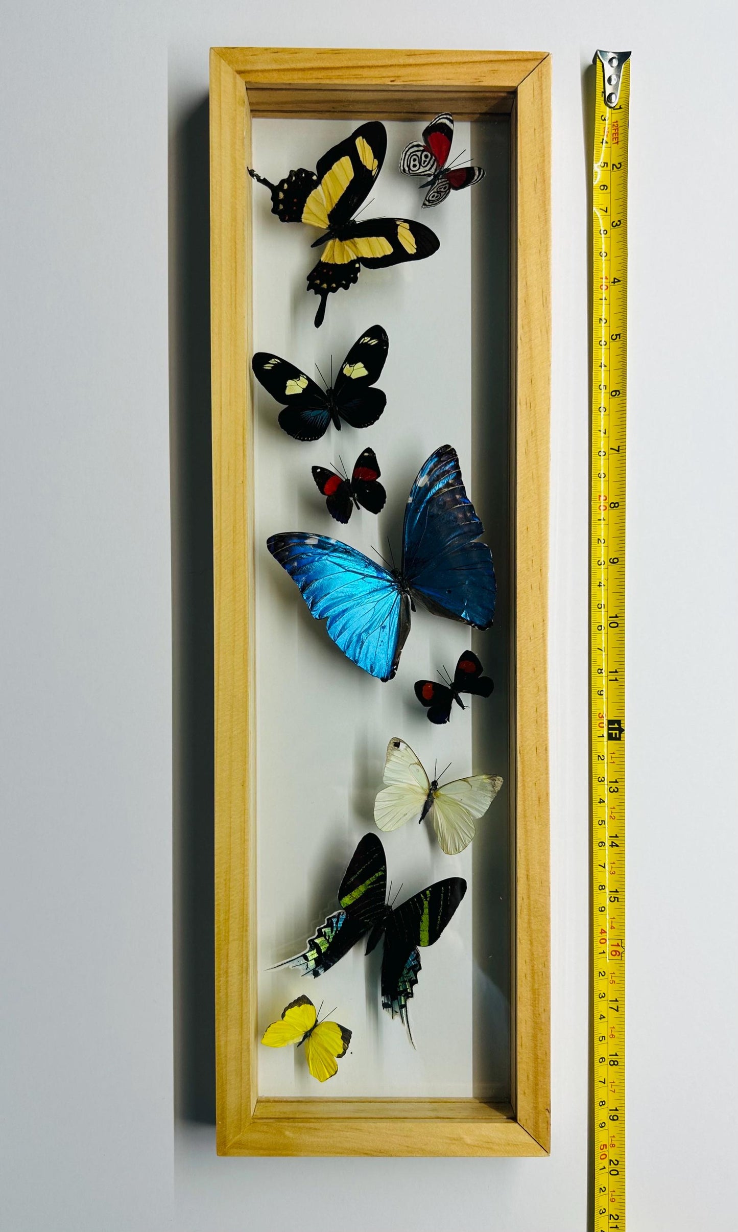 Framed Butterfly Collection With 3 Blue Morphos A+ Quality