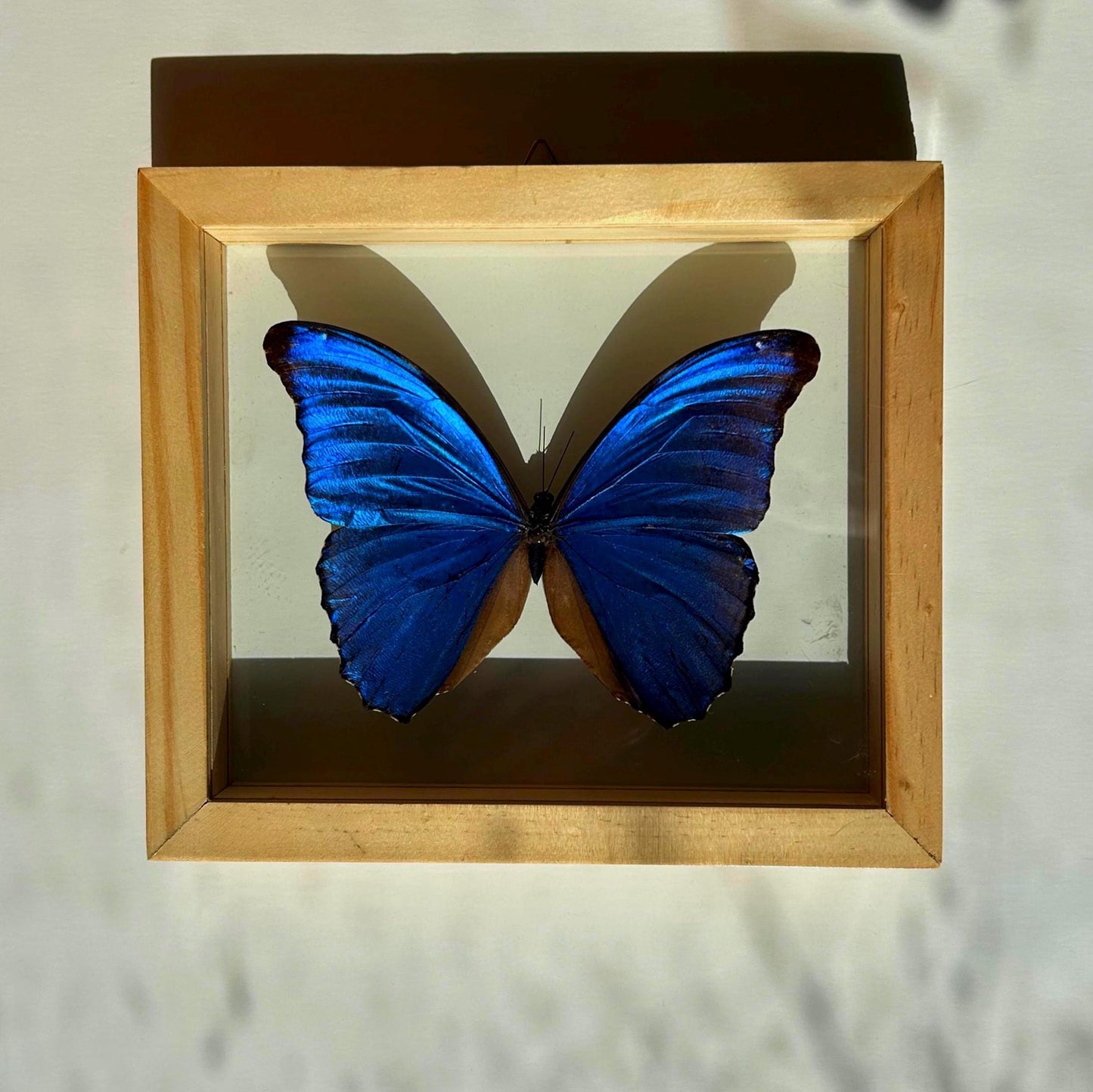 Real Butterfly Blue Morpho Didius