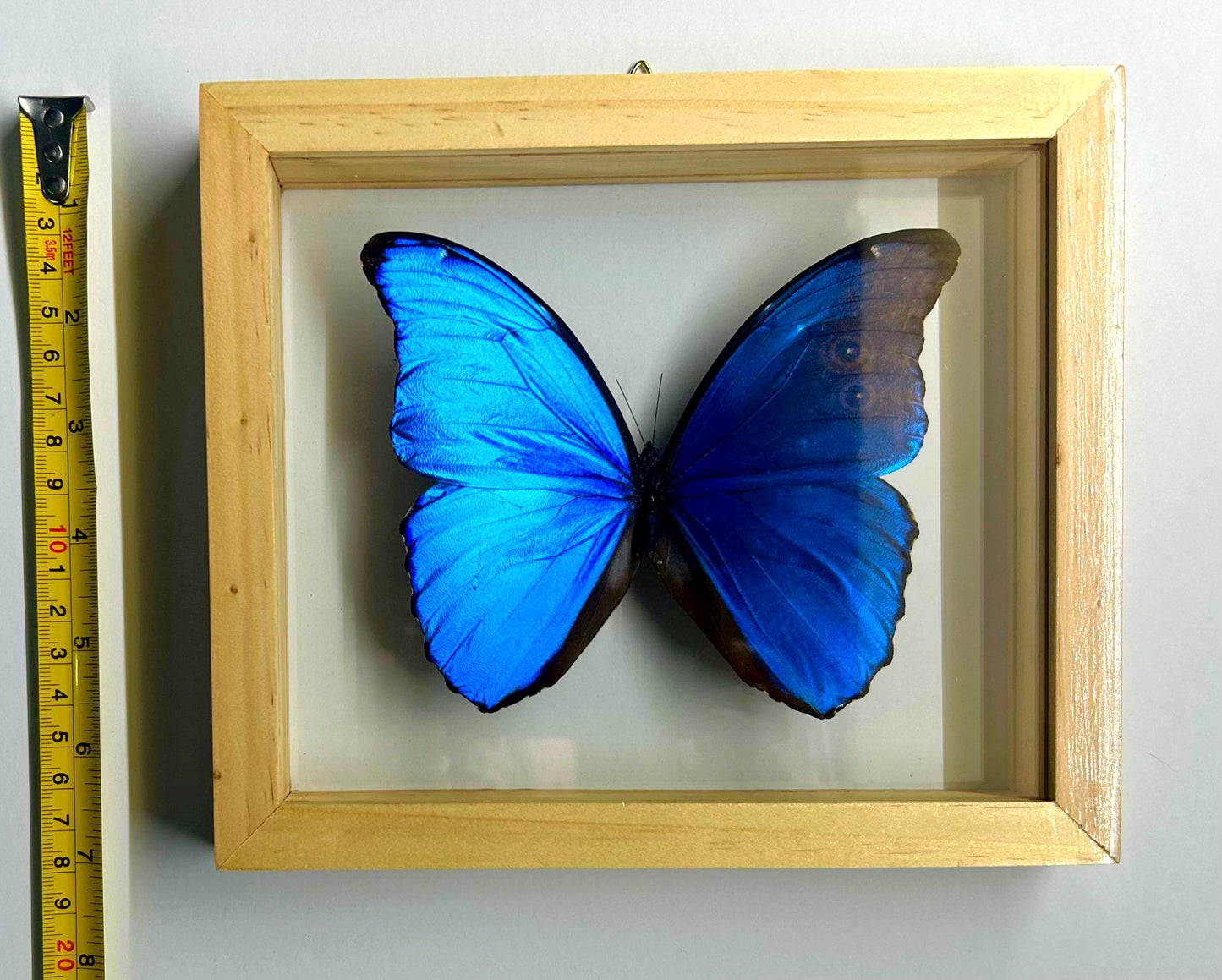 Real Butterfly Blue Morpho Didius