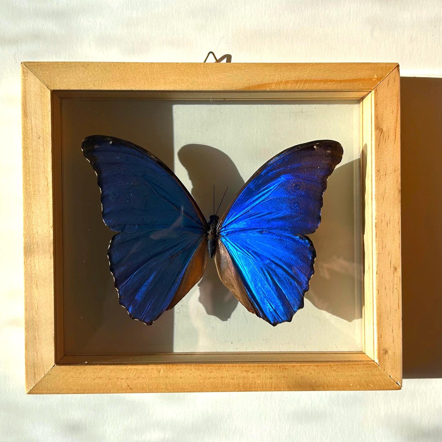 Real Butterfly Blue Morpho Didius