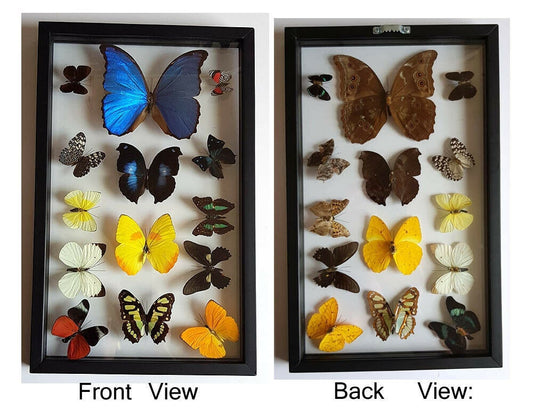 Framed Butterfly Collection With Blue Morpho A+ Quality