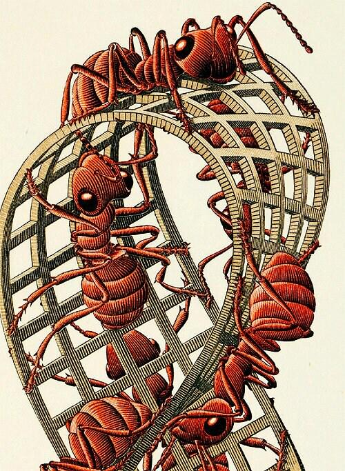MC Escher "Mobius Strip II" (Red Ants) 1963 Framed Art Print
