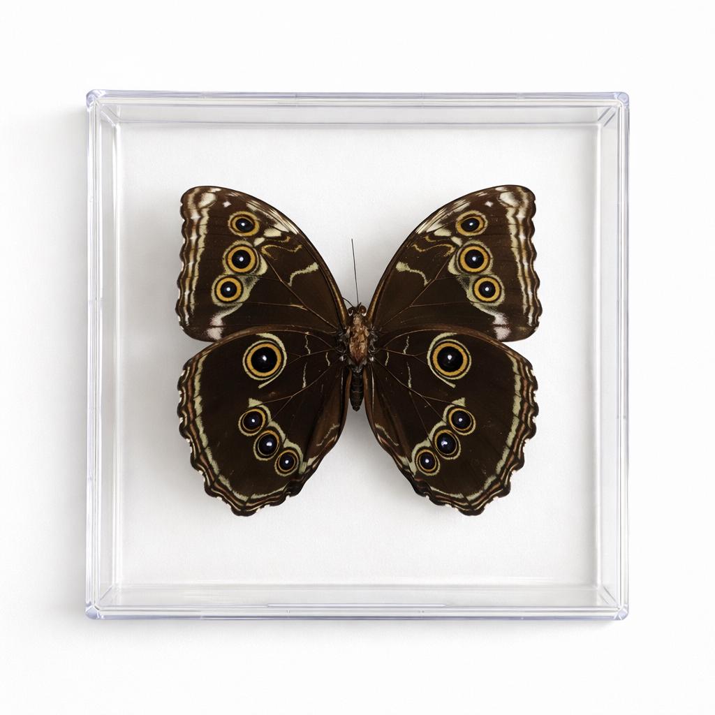 Real Butterfly Framed Including  Morpho Butterfly