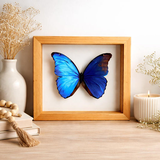 Blue Morpho Butterfly Frame Double Glass Display – Real Butterfly Specimen