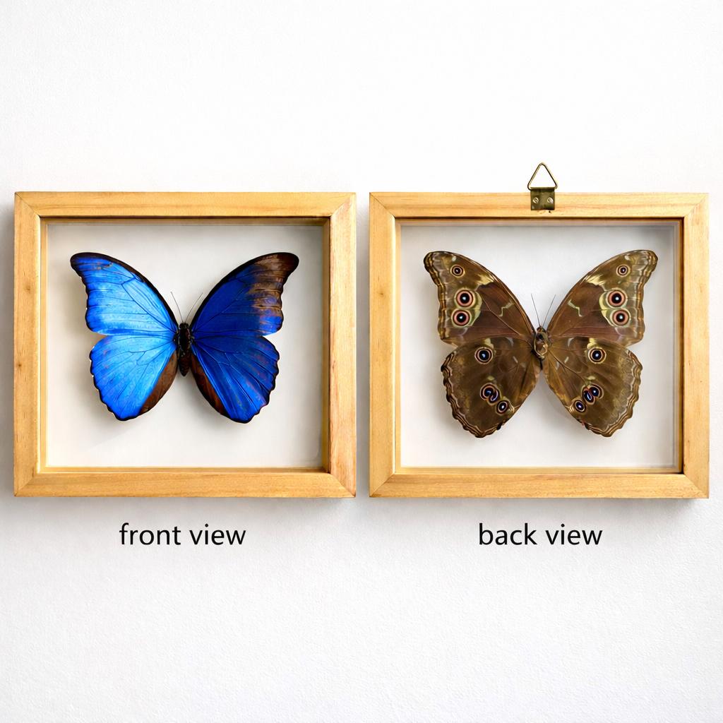 Blue Morpho Butterfly Frame Double Glass Display – Real Butterfly Specimen