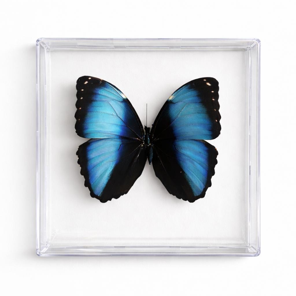 Real Butterfly Framed Including  Morpho Butterfly