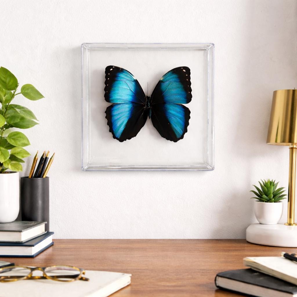 Real Butterfly Framed Including  Morpho Butterfly