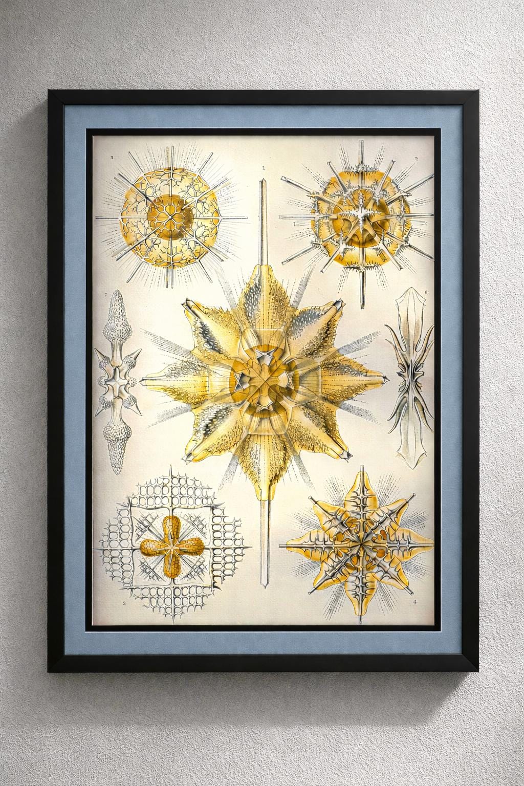 Radiolaria by Ernst Haeckel Framed Print – Antique Marine Biology Illustration – Scientific Art – Natural History Wall Decor