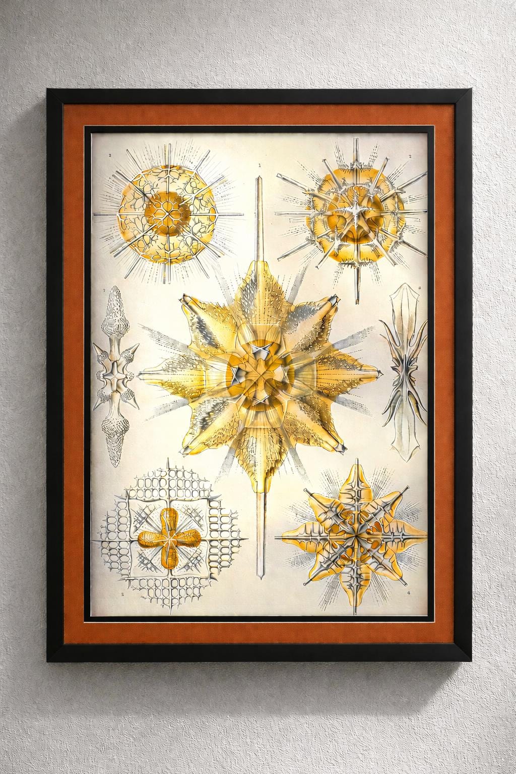 Radiolaria by Ernst Haeckel Framed Print – Antique Marine Biology Illustration – Scientific Art – Natural History Wall Decor