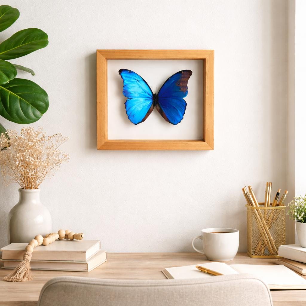 Blue Morpho Butterfly Frame Double Glass Display – Real Butterfly Specimen