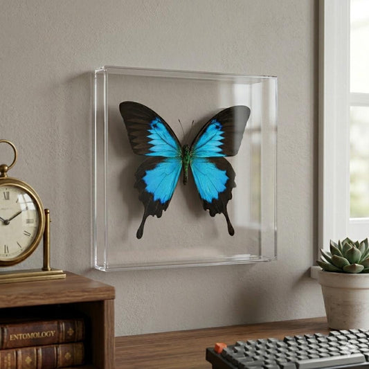 Real Butterfly Framed Including  Blue Mountain Swallowtail, Papilio Ulysses