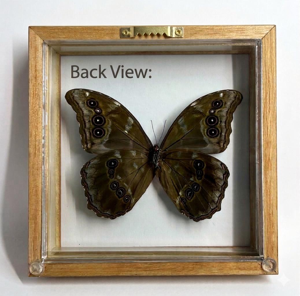 Blue Morpho Butterfly Frame Double Glass Display – Real Butterfly Specimen