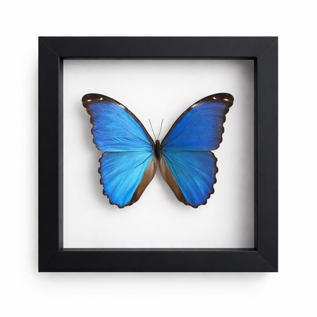 Blue Morpho Butterfly in a Black Frame Double Glass Display – Real Butterfly Specimen