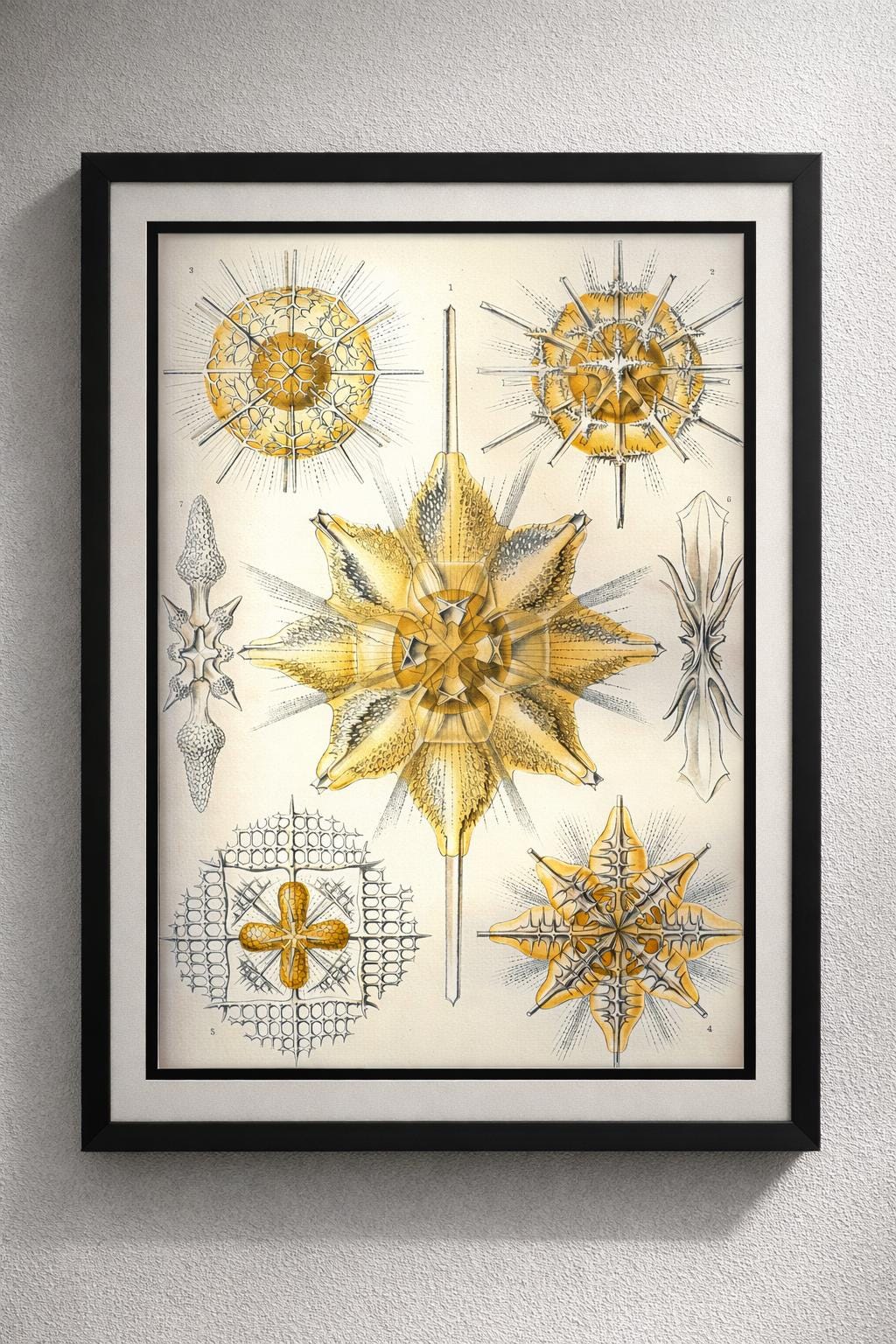 Radiolaria by Ernst Haeckel Framed Print – Antique Marine Biology Illustration – Scientific Art – Natural History Wall Decor