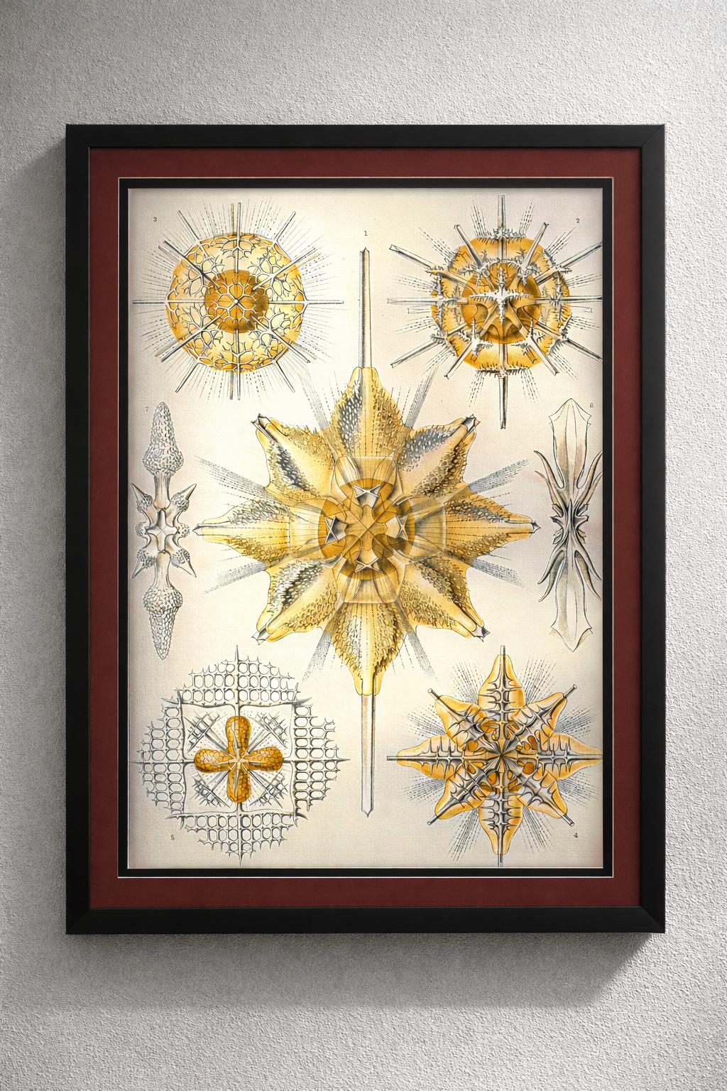 Radiolaria by Ernst Haeckel Framed Print – Antique Marine Biology Illustration – Scientific Art – Natural History Wall Decor