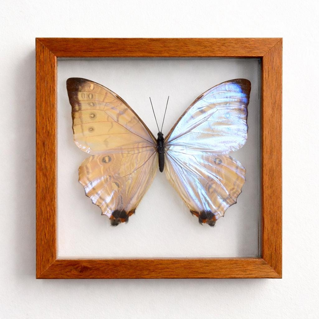 Morpho Sulkowskyi Butterfly Frame Double Glass Display – Real Butterfly Specimen