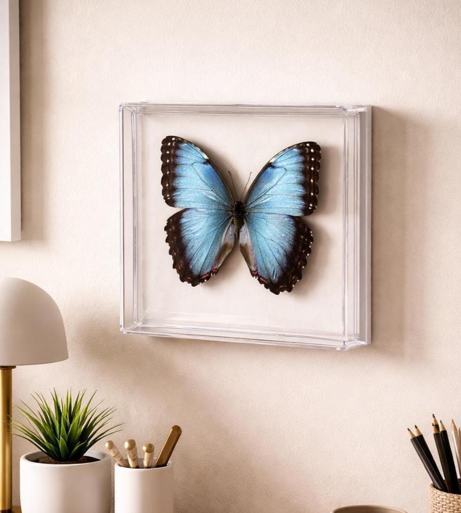 Real Butterfly Framed Including  Morpho Peleides Butterfly