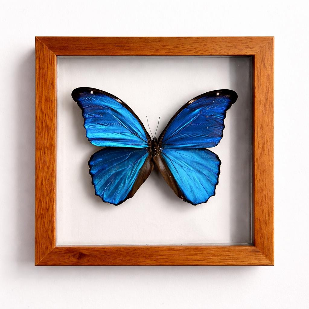 Blue Morpho Butterfly Frame Double Glass Display – Real Butterfly Specimen