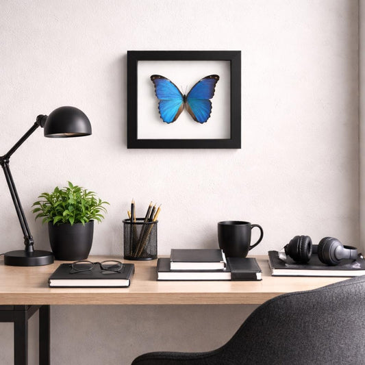 Blue Morpho Butterfly in a Black Frame Double Glass Display – Real Butterfly Specimen