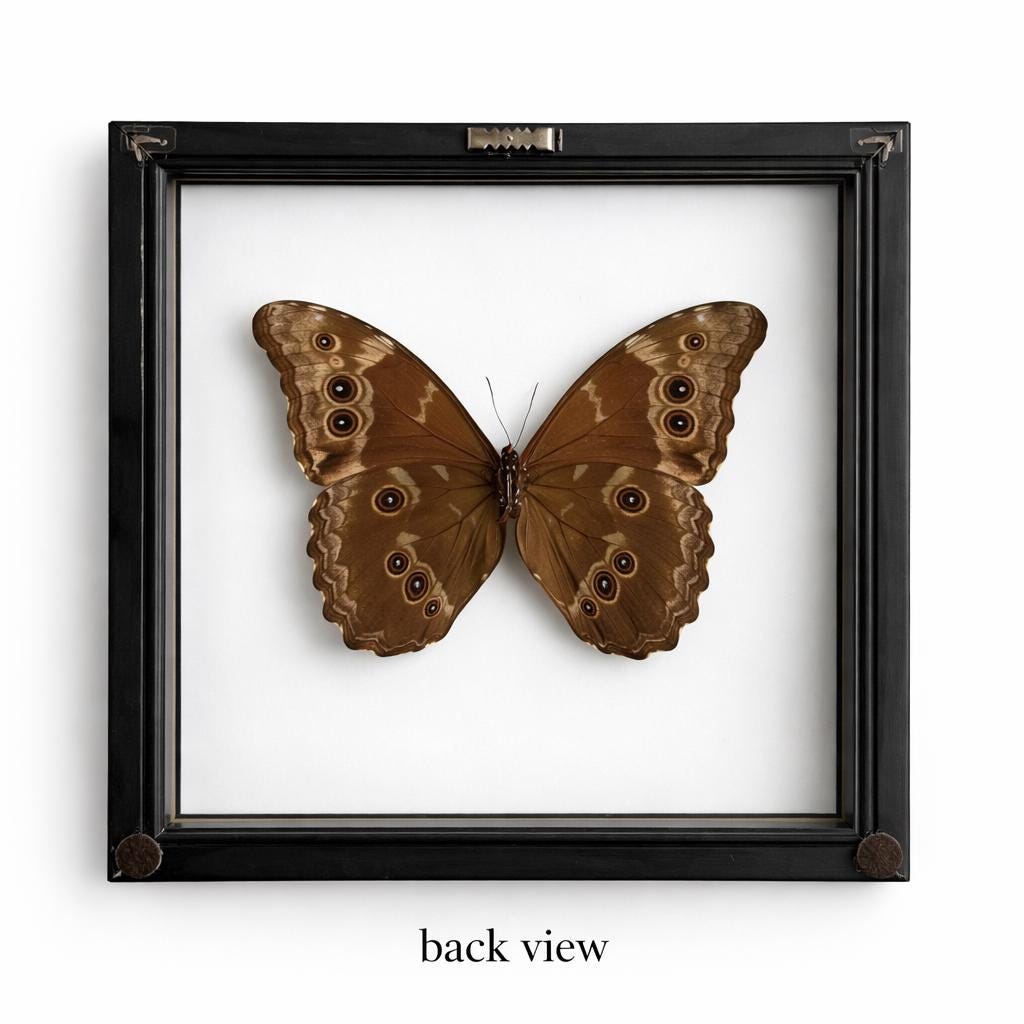 Blue Morpho Butterfly in a Black Frame Double Glass Display – Real Butterfly Specimen