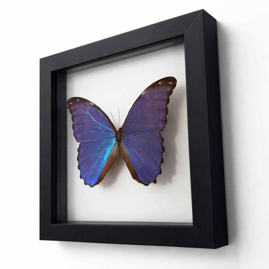 Blue Morpho Butterfly in a Black Frame Double Glass Display – Real Butterfly Specimen
