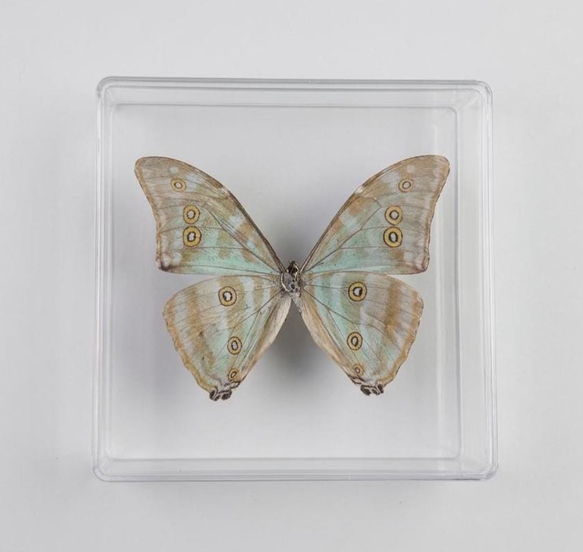 Real Butterfly Framed Including  Blue Morpho Adonis