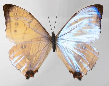Morpho Sulkowskyi Butterfly Frame Double Glass Display – Real Butterfly Specimen