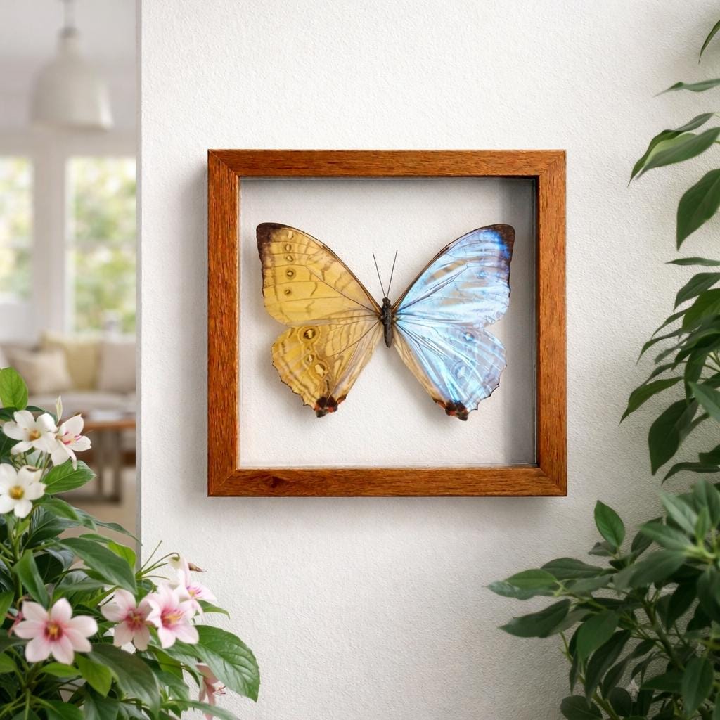 Morpho Sulkowskyi Butterfly Frame Double Glass Display – Real Butterfly Specimen