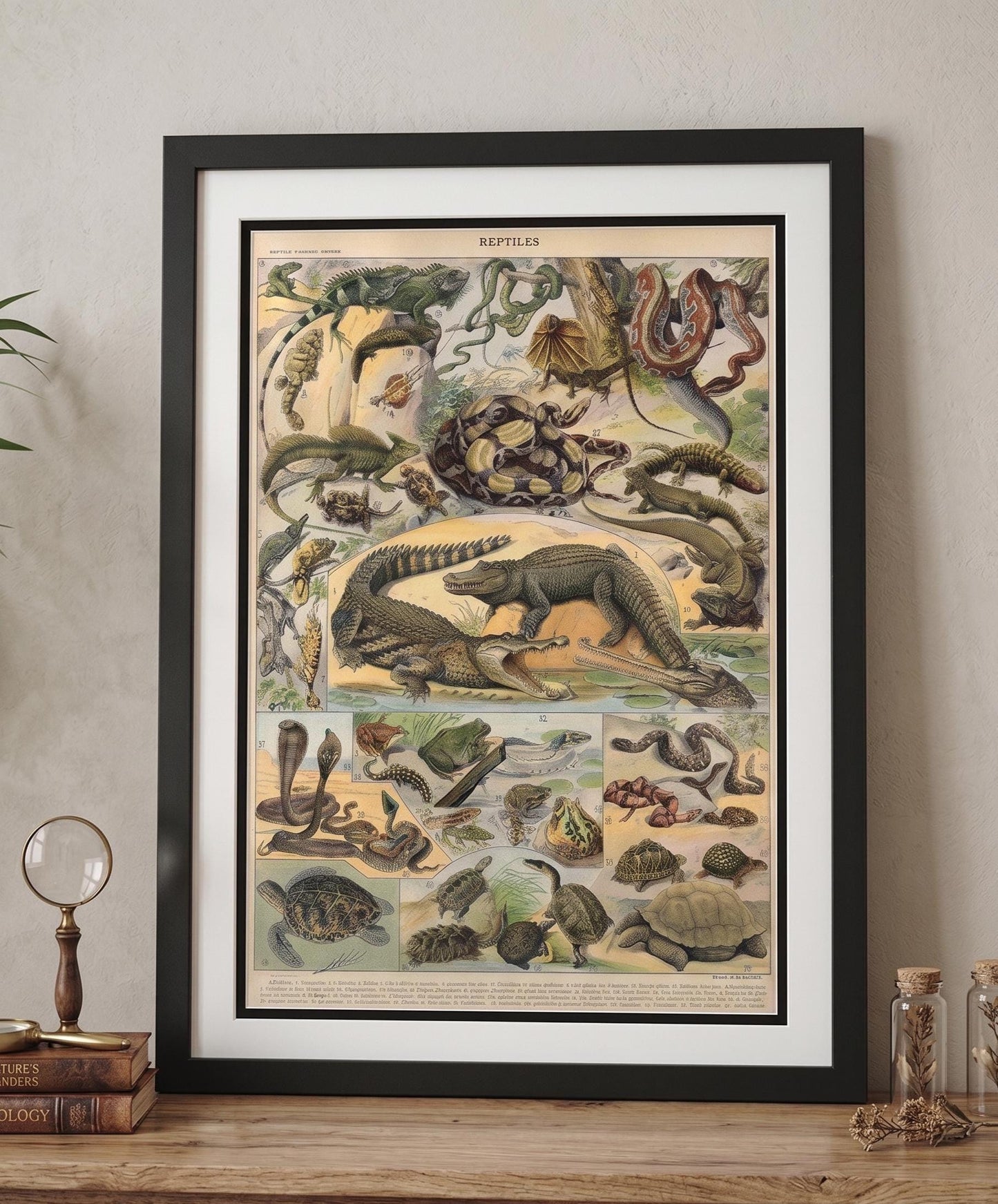 Adolphe Millot Reptile Print - Vintage French Larousse Art - Professionally Framed Natural History Poster - Double Matted -