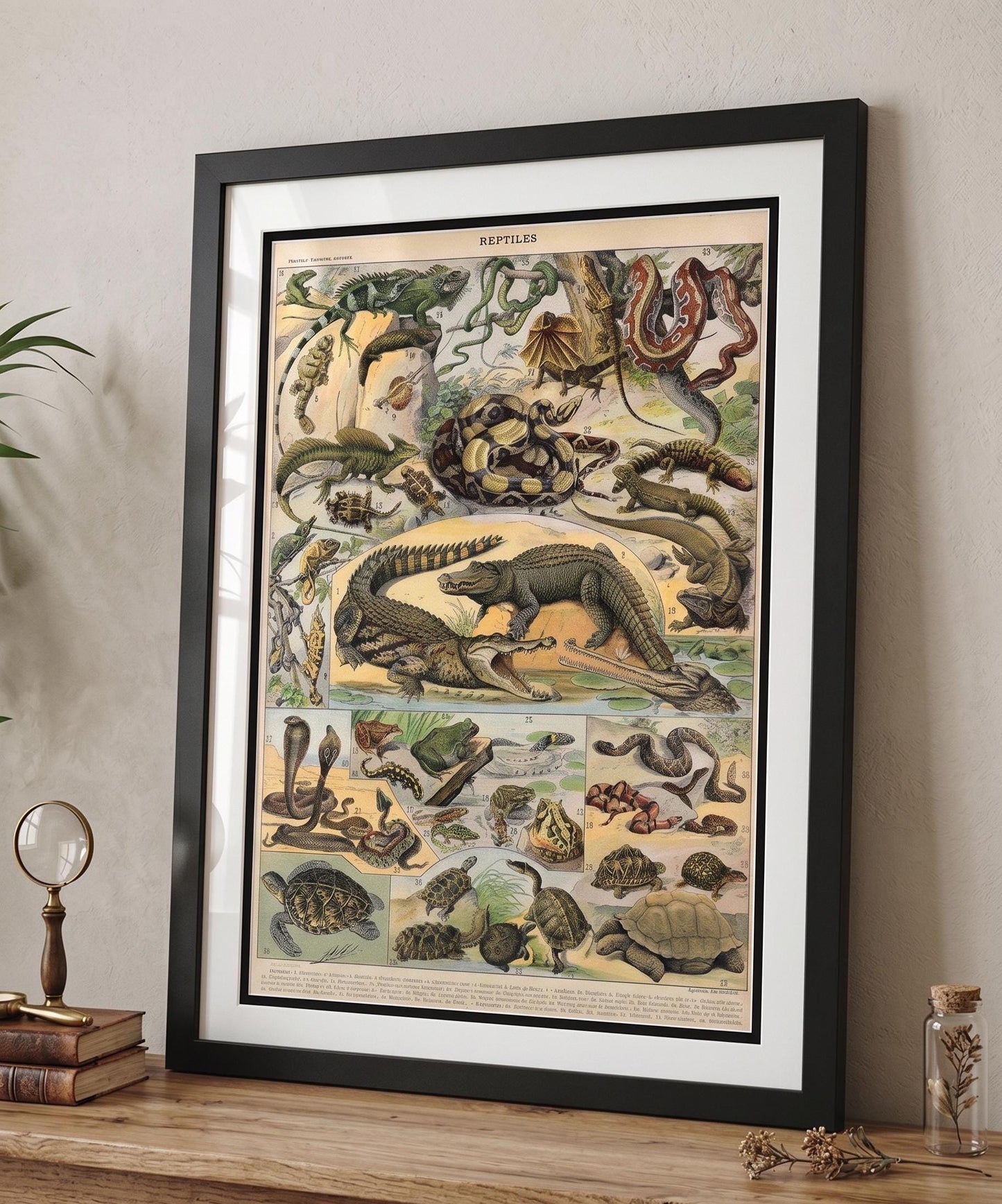 Adolphe Millot Reptile Print - Vintage French Larousse Art - Professionally Framed Natural History Poster - Double Matted -