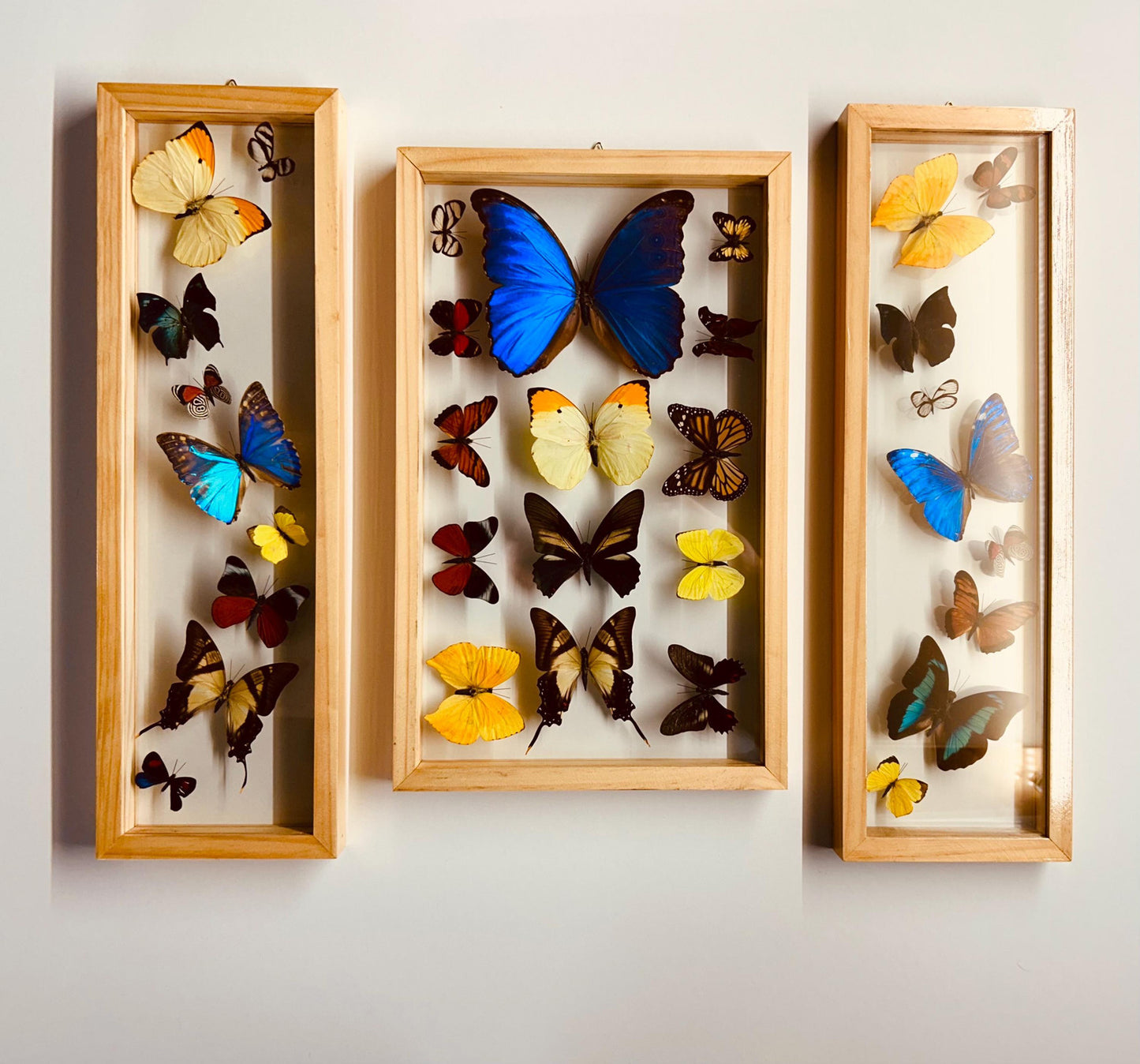 Framed Butterfly Collection With 3 Blue Morpho Butterflies